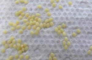生物实验