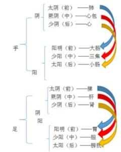 十二经络分布与表里关系