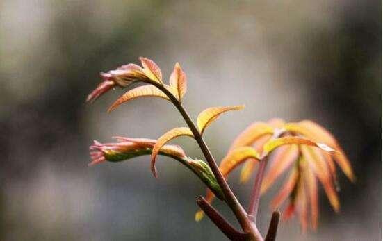瓦屋香椿芽