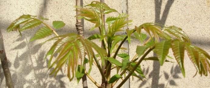 瓦屋香椿芽