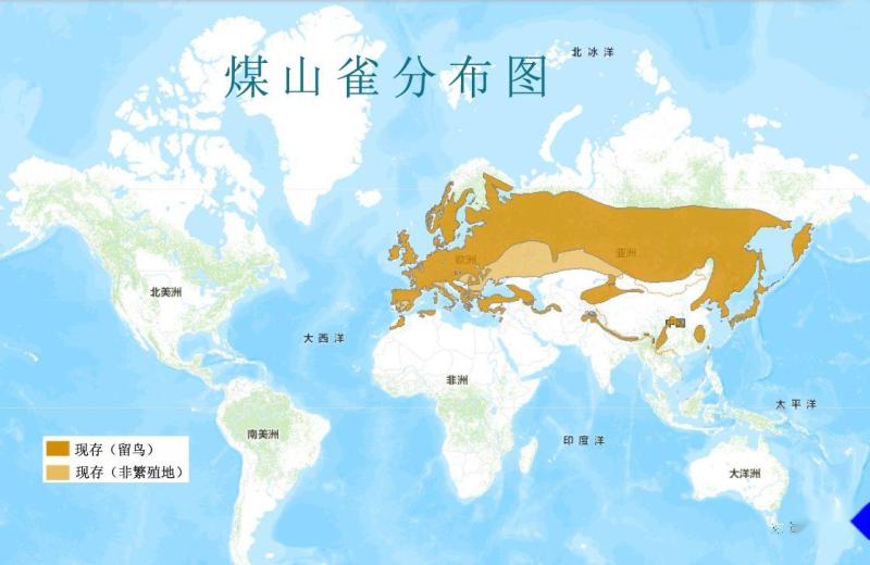 煤山雀分布图