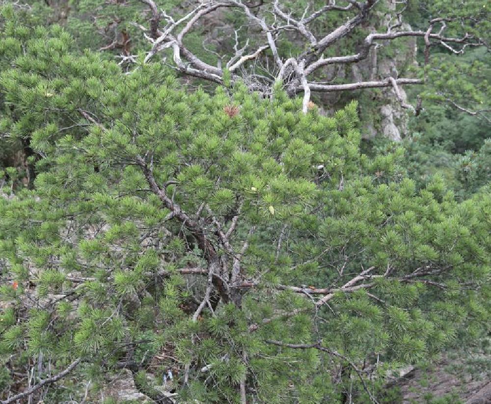 赤松(松科松属植物)