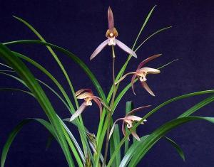 编辑2云南朱砂兰云南朱砂兰分为红秆朱砂兰和紫秆朱砂兰.