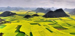 万峰林万亩油菜花