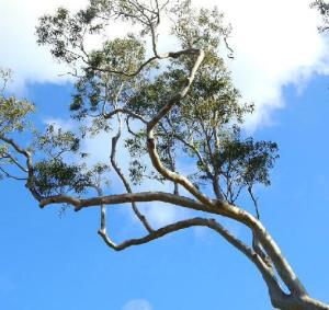 细叶桉(学名:eucalyptus tereticornissmith)大乔木,高25米;树皮平滑
