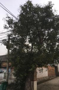 双西村古槐树