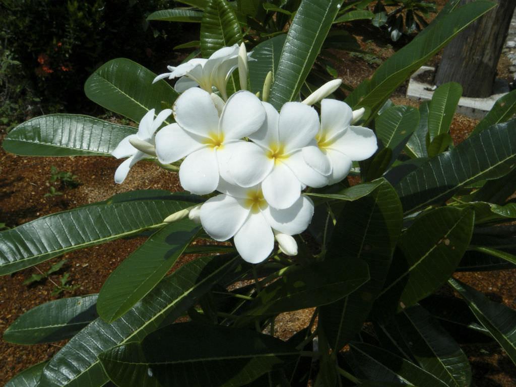 白鸡蛋花 夹竹桃科鸡蛋花属植物 搜狗百科