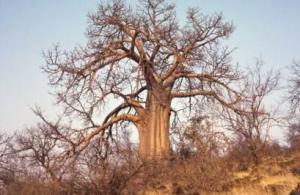 猴面包树（Adansonia digitata）