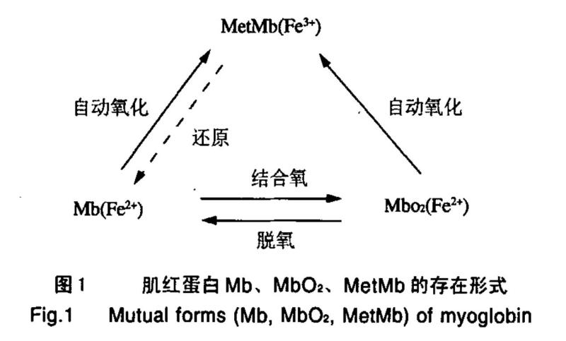 肌红蛋白的存在形式