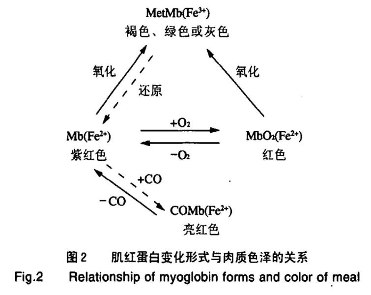 肌红蛋白变化形式与肉质色泽的关系