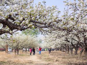 琉璃河梨花节 琉璃河梨花节