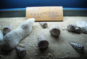 亚龙湾贝壳馆