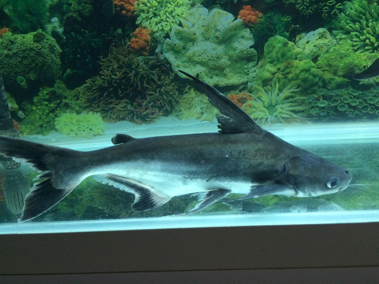 鱼类品种大全名字 0