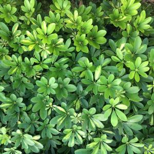 花叶鹅掌柴