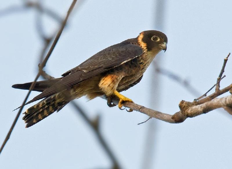 隼是什么动物危险吗 0