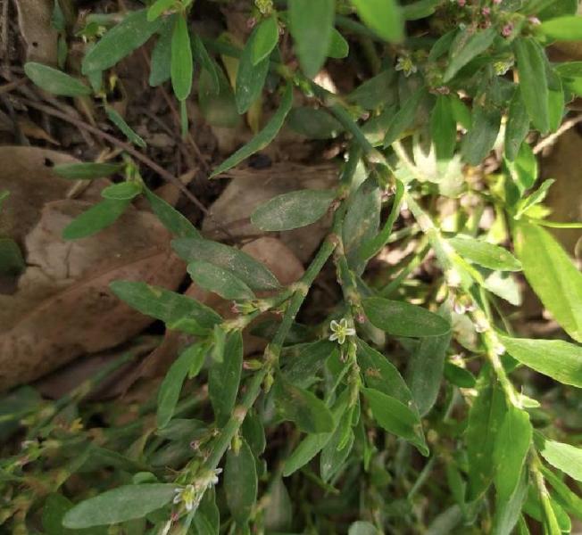 萹蓄 植物 搜狗百科