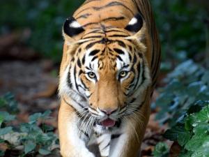 豹是什么属动物 300