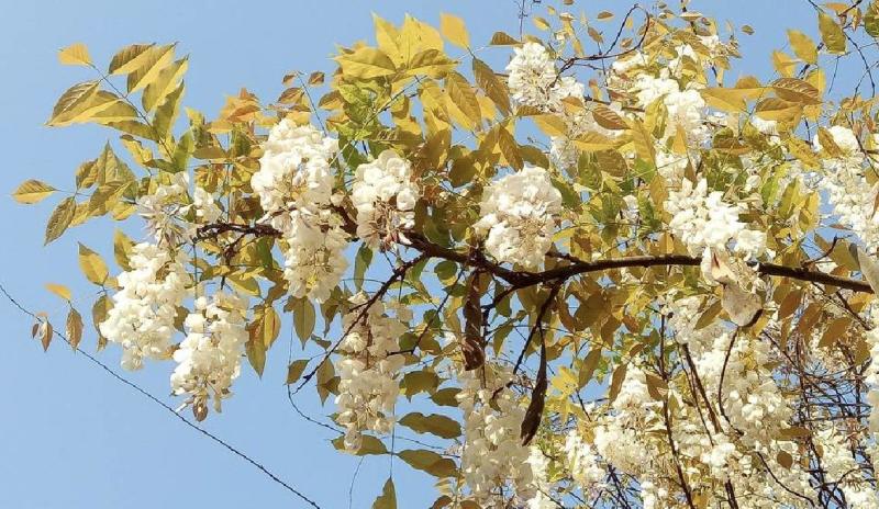 白花藤萝