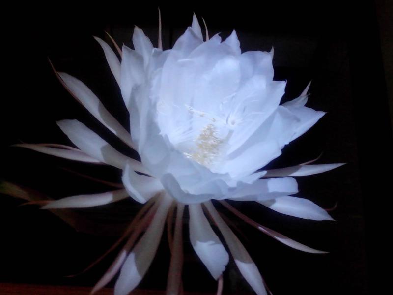 昙花 仙人掌科昙花属植物 搜狗百科