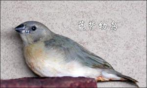 七彩幼鸟