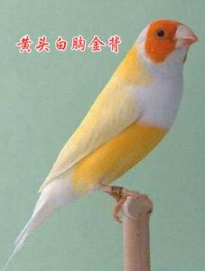 七彩背色