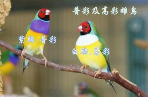七彩头色及胸色