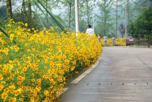 大花金鸡菊