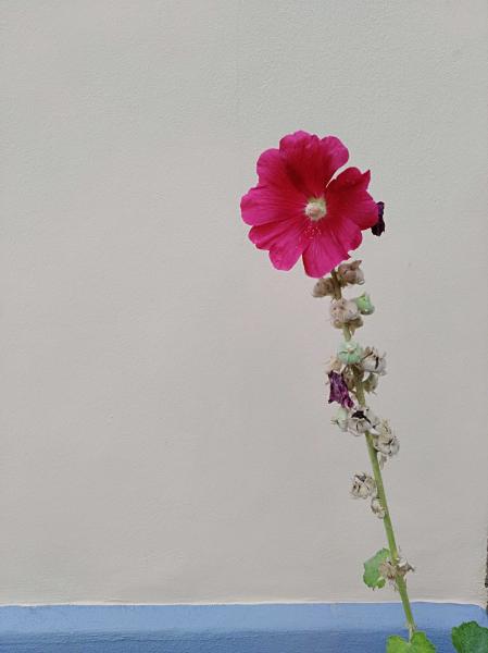 蜀葵花 锦葵科侧金盏花属植物 搜狗百科 蜀葵花 锦葵科侧金盏花属植物 搜狗百科