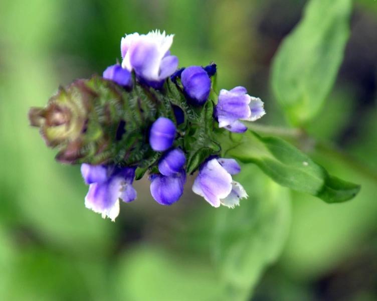 大花夏枯草 搜狗百科 大花夏枯草 搜狗百科