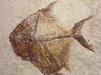 鱼化石 搜狗百科