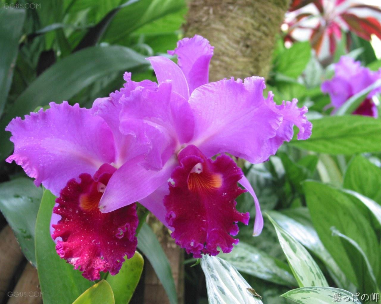 坎涂花 杜鹃花目花荵科植物 搜狗百科 坎涂花 杜鹃花目花荵科植物 搜狗百科