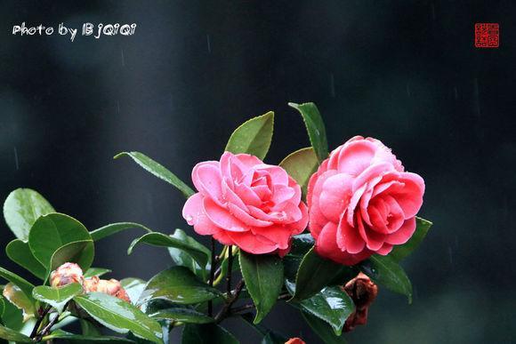 椿花 山茶目山茶科植物 搜狗百科