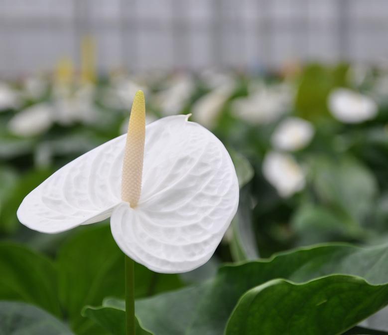 白马王子 闽认花 搜狗百科