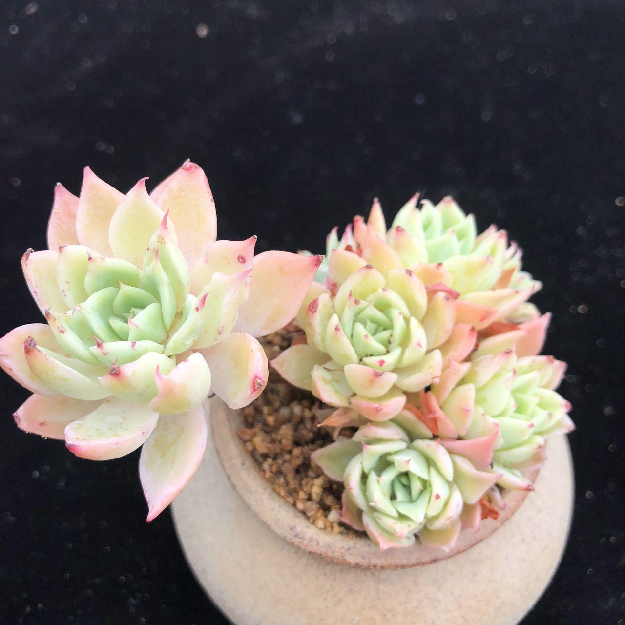 三色堇 多肉植物 搜狗百科