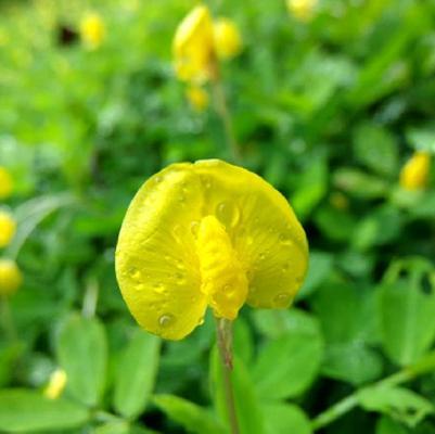 蔓花生 豆科落花生属植物 搜狗百科