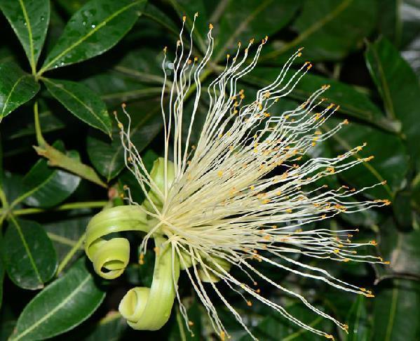 马拉巴栗(木棉科瓜栗属植物)_搜狗百科