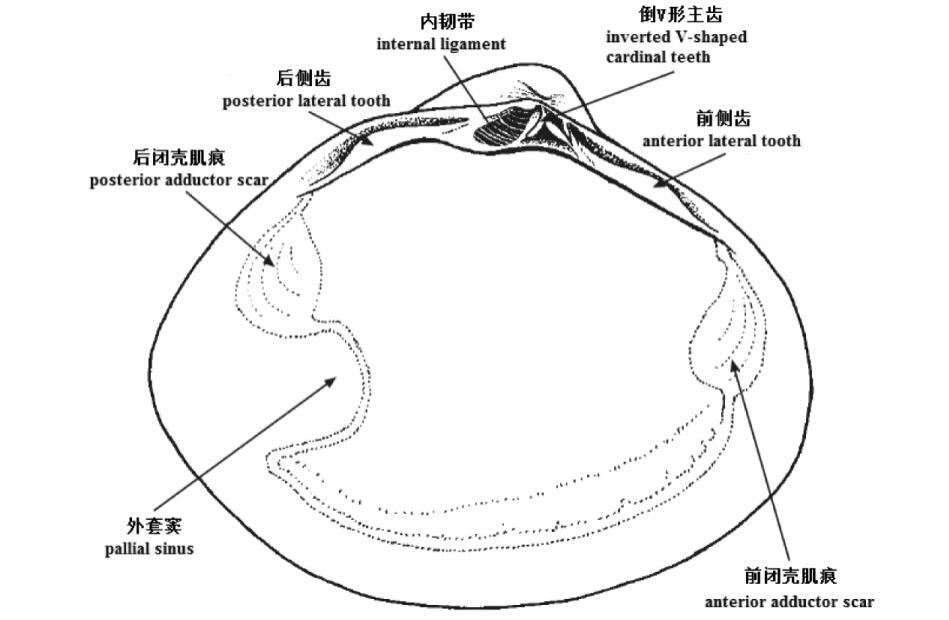 蛤蜊 帘蛤目马珂蛤科动物 搜狗百科 蛤蜊 帘蛤目马珂蛤科动物 搜狗百科