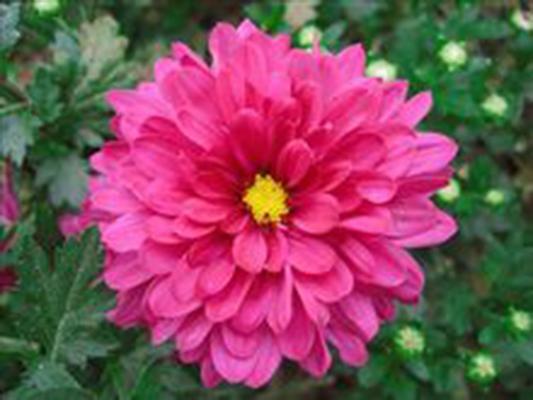 夏菊 菊科的植物 搜狗百科