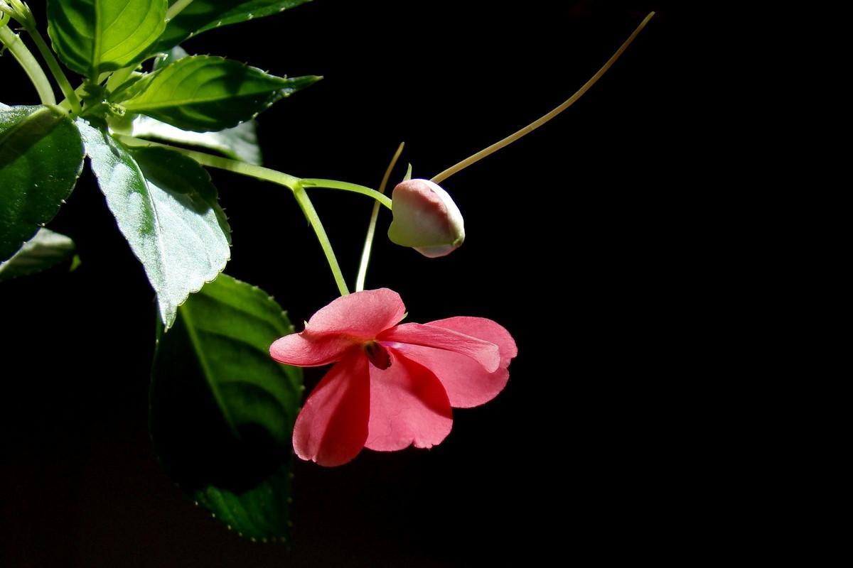 水梅花 水梅花属植物 搜狗百科