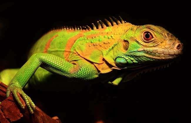 有鳞目 有鳞目动物 搜狗百科