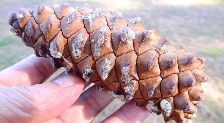 海岸松 松科松属植物 搜狗百科