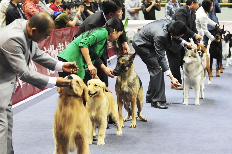 赛级犬 搜狗百科