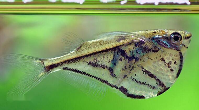 鲑形目 搜狗百科