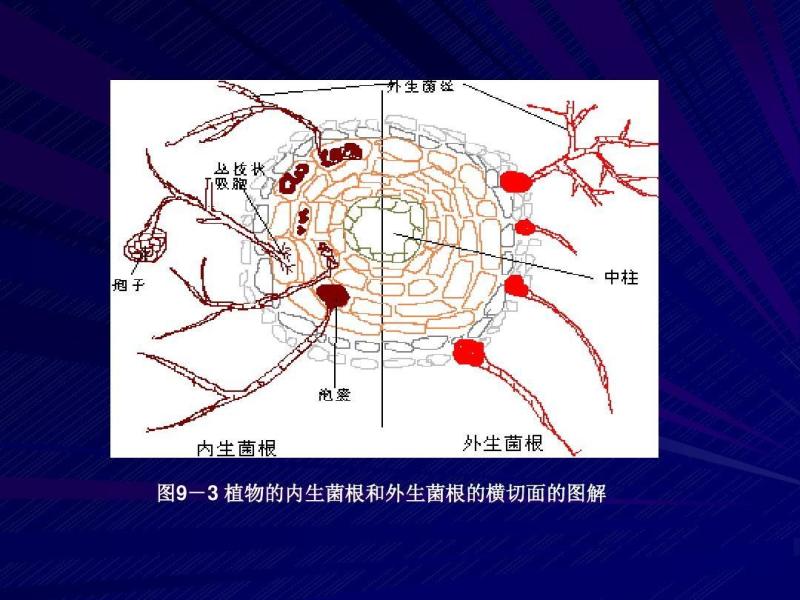 内生菌根 搜狗百科