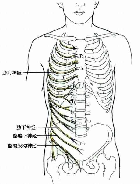 第十三对肋骨 搜狗百科