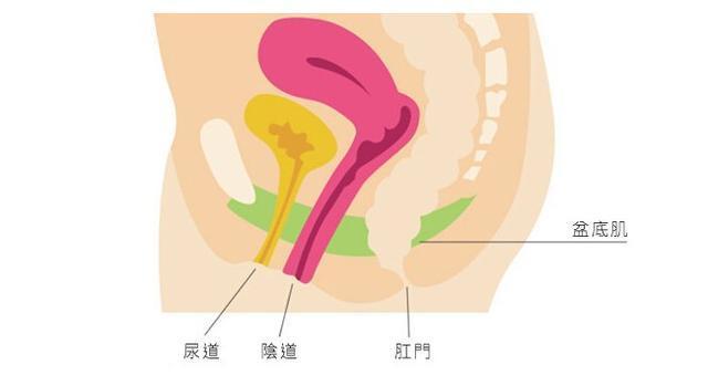 阴道 女性器官 搜狗百科