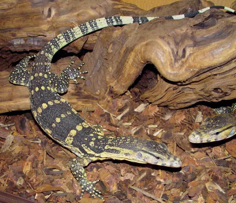 水巨蜥 有鳞总目巨蜥科动物 搜狗百科