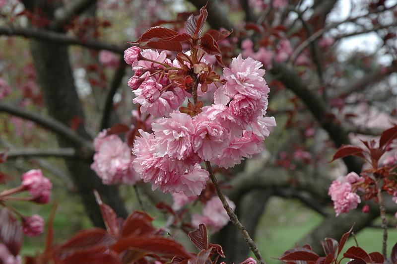 红叶樱花 蔷薇科樱属植物 搜狗百科