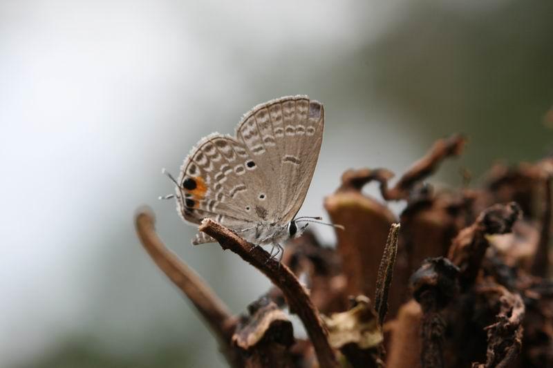苏铁曲纹紫灰蝶 鳞翅目灰蝶科动物 搜狗百科