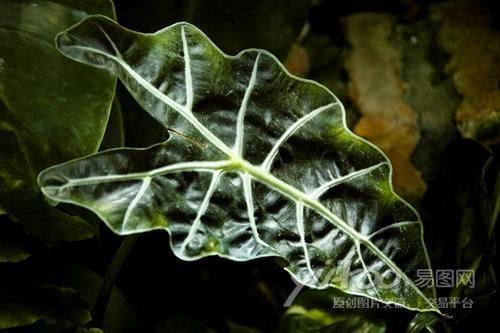 黑叶观音莲 天南星科海芋属植物 搜狗百科